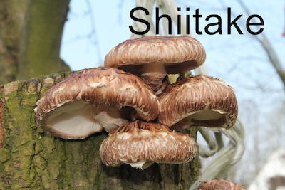 Shiitake